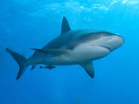 find your interior design style shark